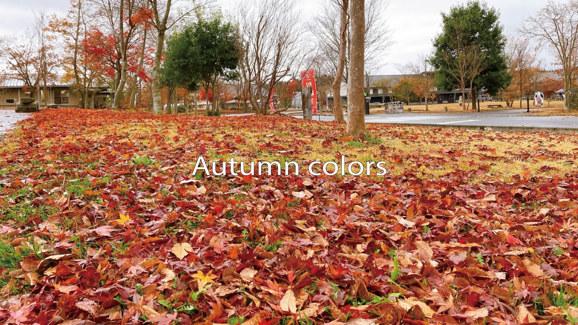 Autumn colors