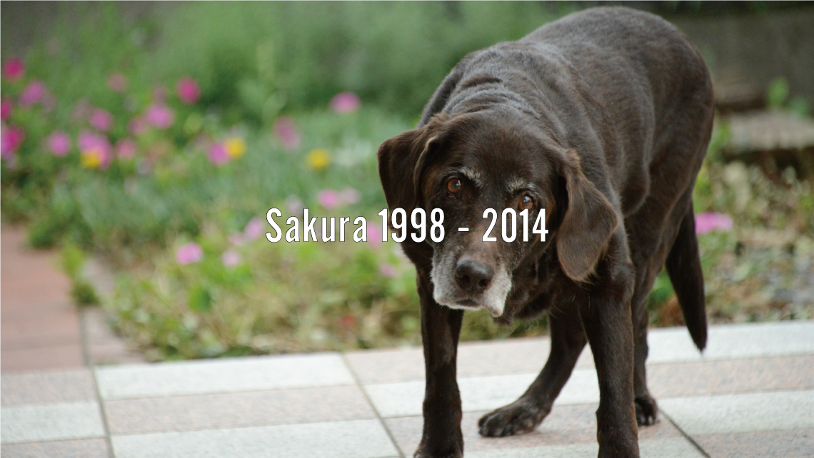 Sakura 1998 - 2014